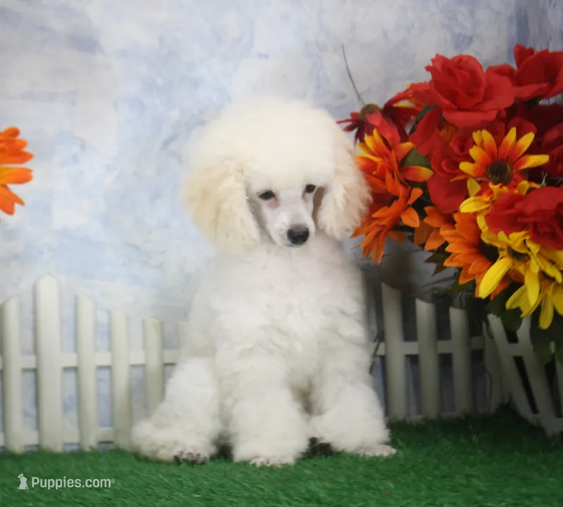 Panda, AKC Champion Sired – Poodle - Toy  puppy for sale in Butler, MO