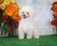Dewey, AKC Champion Sired, a male Poodle - Toy  for sale in Butler, MO – 6 of 7