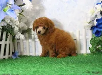 Benji, AKC Champion Sired, a male Poodle - Toy  for sale in Butler, MO – 4 of 6