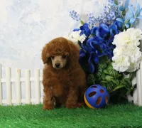 Benji, AKC Champion Sired, a male Poodle - Toy  for sale in Butler, MO – 3 of 6