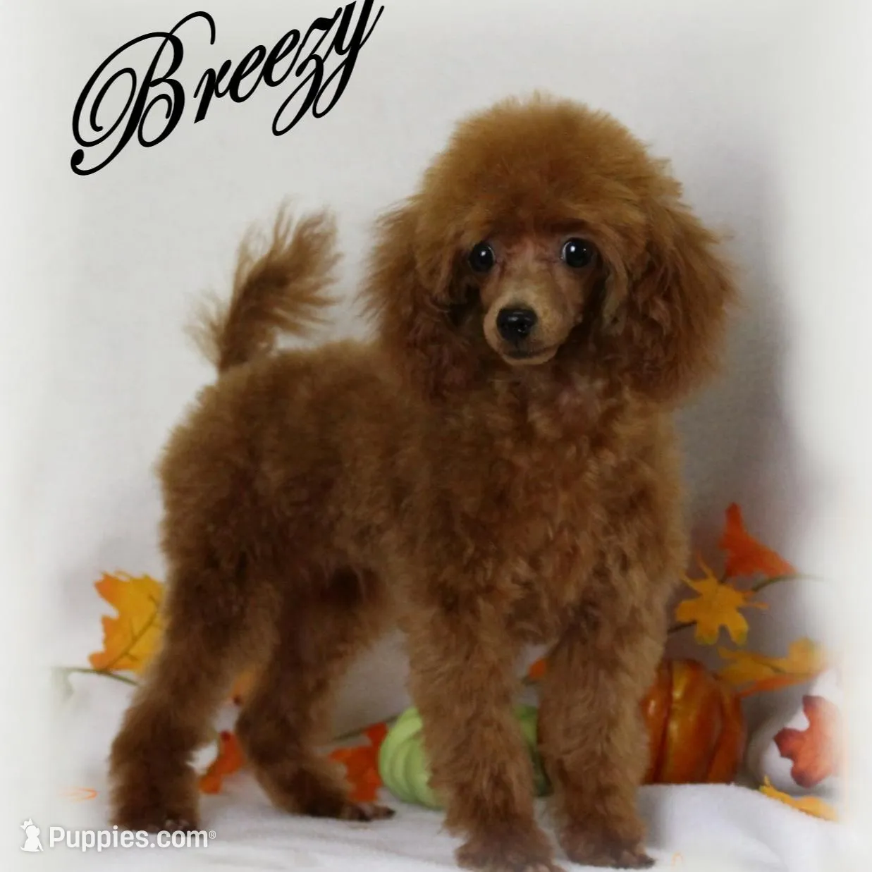 Betsy, AKC Champion Sired, a female Poodle - Toy  for sale in Butler, MO – Photo 6 of 6