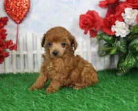 Betsy, AKC Champion Sired, a female Poodle - Toy  for sale in Butler, MO – Photo 4 of 6