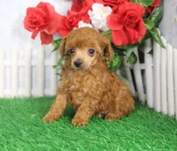 Betsy, AKC Champion Sired, a female Poodle - Toy  for sale in Butler, MO – Photo 2 of 6