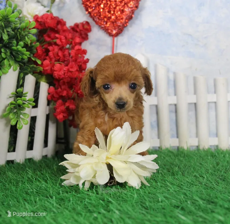 Betsy, AKC Champion Sired