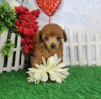 Betsy, AKC Champion Sired, a female Poodle - Toy  for sale in Butler, MO – Photo 1 of 6