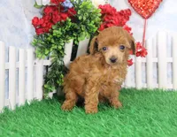 Betsy, AKC Champion Sired, a female Poodle - Toy  for sale in Butler, MO – Photo 3 of 6