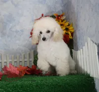 Diamond, AKC Champion Sired, a female Poodle - Toy  for sale in Butler, MO – 1 of 7