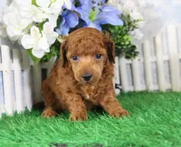 Falcon, AKC Champion Sired, a male Poodle - Toy  for sale in Butler, MO – 2 of 4