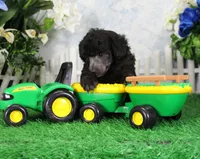 Razz, a male Poodle - Toy  for sale in Butler, MO – 2 of 6