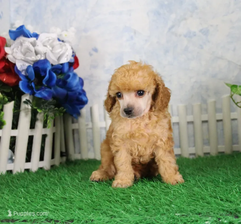 Archie, AKC Champion Sired – Poodle - Toy  puppy for sale in Butler, MO