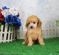 Archie, AKC Champion Sired, a male Poodle - Toy  for sale in Butler, MO – 1 of 4