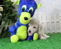 Shazam, AKC Champion Sired, a male Poodle - Toy  for sale in Butler, MO – 1 of 6