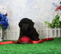 Princess, AKC Champion Sired, a female Poodle - Toy  for sale in Butler, MO – 2 of 4