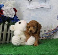 Freddy, AKC Champion Sired, a male Poodle - Toy  for sale in Butler, MO – 4 of 4