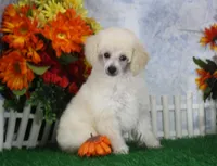 Leila, AKC Champion Sired, a female Poodle - Toy  for sale in Butler, MO – 2 of 7