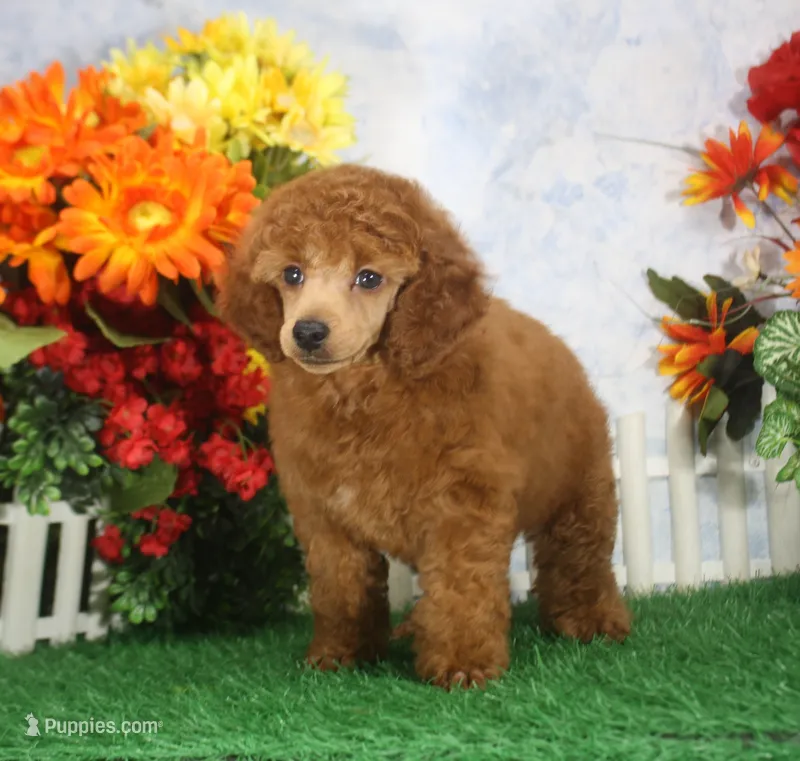 Falcon, AKC Champion Sired – Poodle - Toy  puppy for sale in Butler, MO