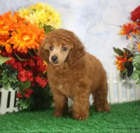 Falcon, AKC Champion Sired, a male Poodle - Toy  for sale in Butler, MO – 2 of 6