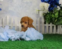 Sasha, AKC Champion Sired, a female Poodle - Toy  for sale in Butler, MO – 1 of 6