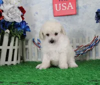 Shazam, AKC Champion Sired, a male Poodle - Toy  for sale in Butler, MO – 5 of 8