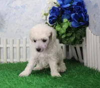 Roscoe, AKC Champion Sired, a male Poodle - Toy  for sale in Butler, MO – 2 of 6