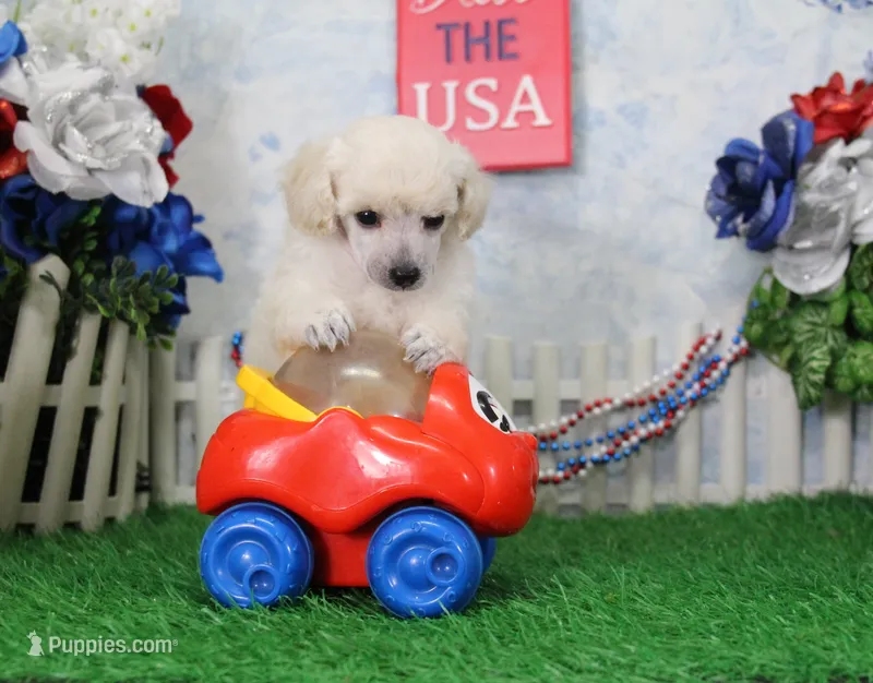 Stan, AKC Champion Sired – Poodle - Toy  puppy for sale in Butler, MO