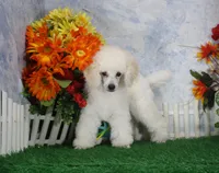 Panda, AKC Champion Sired, a male Poodle - Toy  for sale in Butler, MO – 4 of 7