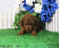 Felicia, AKC Champion Sired, a female Poodle - Toy  for sale in Butler, MO – 2 of 4