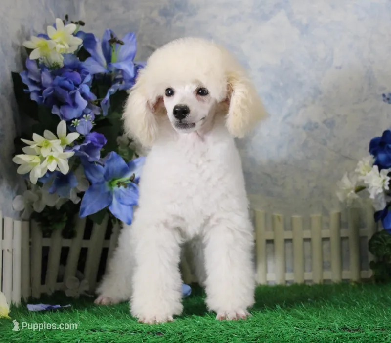 Sampson, KAC Champion Sired – Poodle - Toy  puppy for sale in Butler, MO