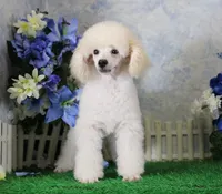 Sampson, AKC Champion Sired, a male Poodle - Toy  for sale in Butler, MO – 1 of 9