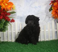 Berry, AKC Champion Sired, a male Poodle - Toy  for sale in Butler, MO – 4 of 4