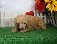 Charlie, AKC Champion Sired, a male Poodle - Toy  for sale in Butler, MO – 2 of 4