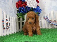 Foxy, AKC Champion Sired, a female Poodle - Toy  for sale in Butler, MO – 2 of 4