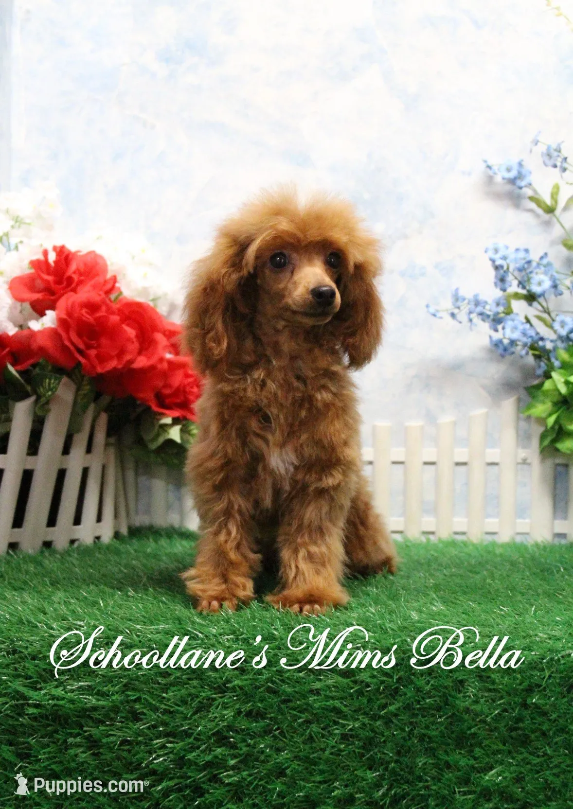 Bubbles, AKC Champion Sired, a female Poodle - Toy  for sale in Butler, MO – 6 of 6