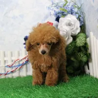 Cruise, AKC Champion Sired, a male Poodle - Toy  for sale in Butler, MO – 2 of 9