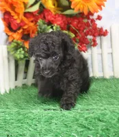 Chewy, AKC Champion Sired, a male Poodle - Toy  for sale in Butler, MO – 1 of 4