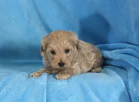 Jake, ICA, a male Maltipoo for sale in Butler, MO – 2 of 4