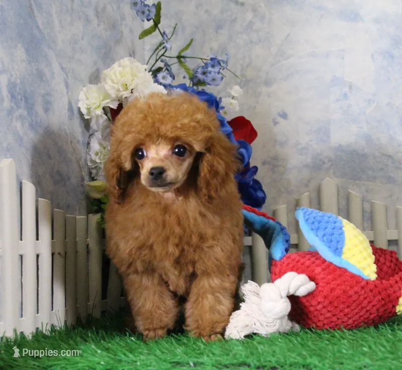 Freddy, AKC Champion Sired – Poodle - Toy  puppy for sale in Butler, MO