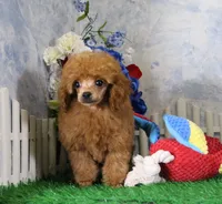 Freddy, AKC Champion Sired, a male Poodle - Toy  for sale in Butler, MO – 1 of 7