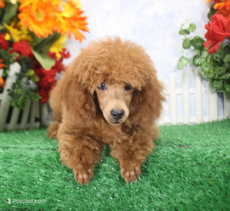 Falcon, AKC Champion Sired – Poodle - Toy  puppy for sale in Butler, MO