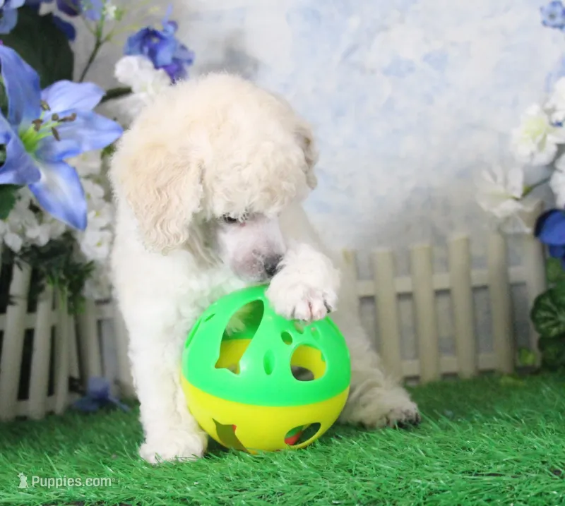 Panda, AKC Champion Sired – Poodle - Toy  puppy for sale in Butler, MO