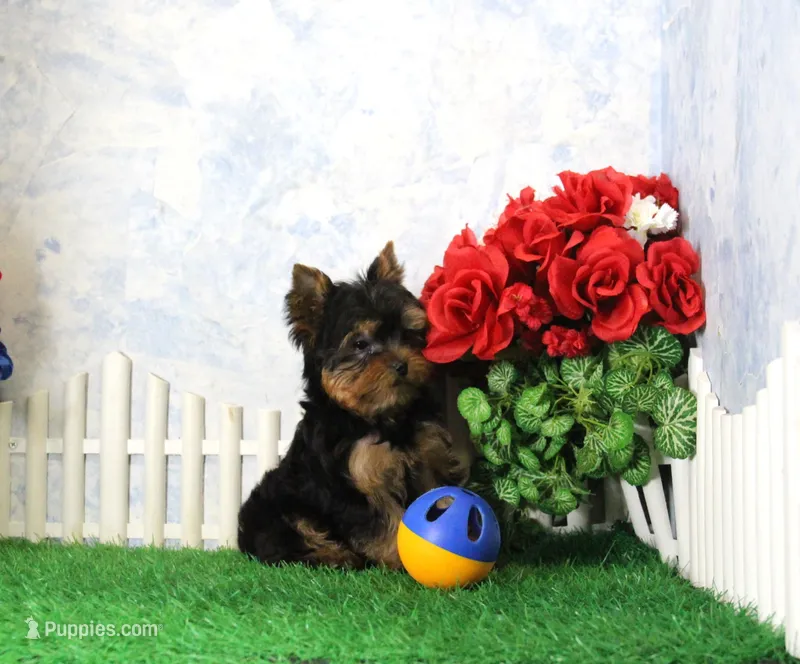 Yukon, AKC – Yorkshire Terrier puppy for sale in Butler, MO