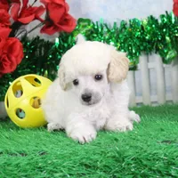 Flash, AKC Gr Champion Sired, a male Poodle - Toy  for sale in Butler, MO – Photo 4 of 6