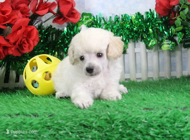 Flash, AKC Gr Champion Sired