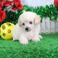 Flash, AKC Gr Champion Sired, a male Poodle - Toy  for sale in Butler, MO – Photo 1 of 6
