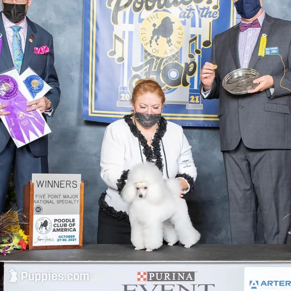 Flash, AKC Gr Champion Sired, a male Poodle - Toy  for sale in Butler, MO – Photo 5 of 6