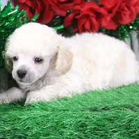 Flash, AKC Gr Champion Sired, a male Poodle - Toy  for sale in Butler, MO – Photo 3 of 6