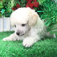 Flash, AKC Gr Champion Sired, a male Poodle - Toy  for sale in Butler, MO – Photo 2 of 6