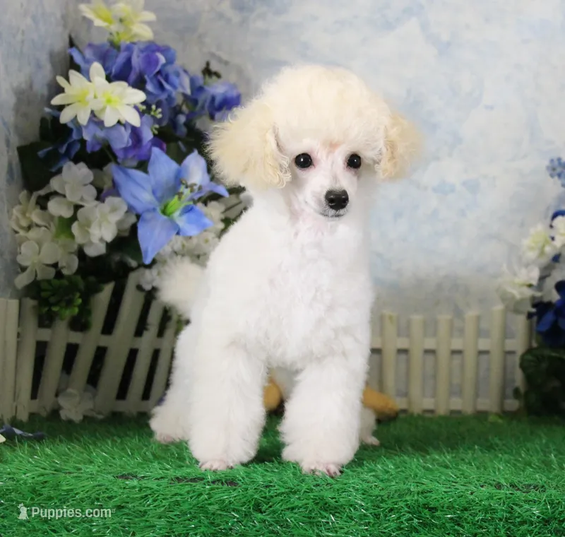 Stan, AKC Champion Sired – Poodle - Toy  puppy for sale in Butler, MO