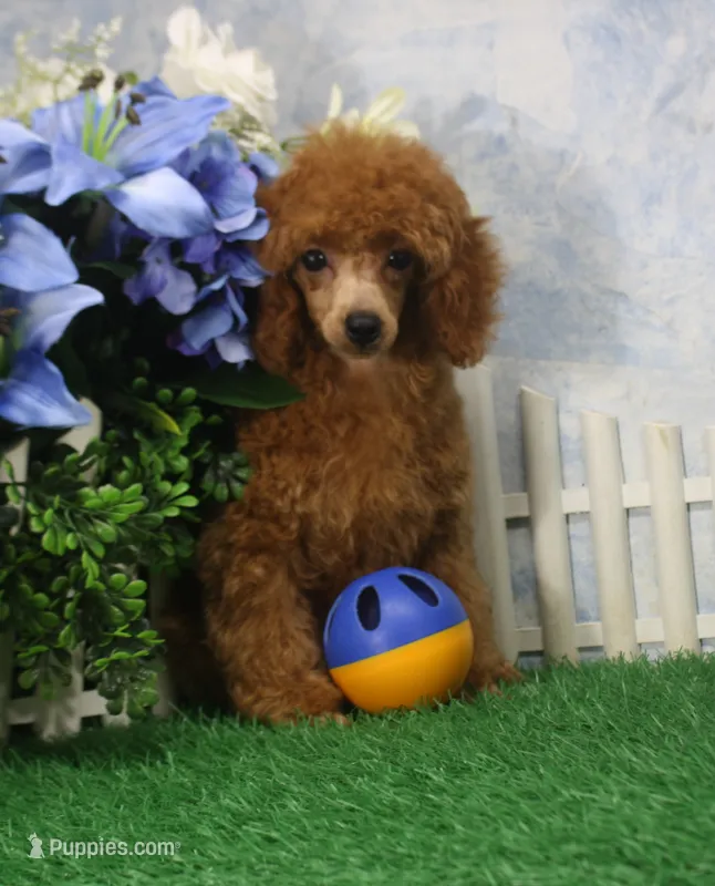 Tyler, AKC Champion Sired – Poodle - Toy  puppy for sale in Butler, MO