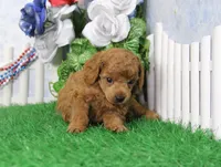 Freddy, AKC Champion Sired, a male Poodle - Toy  for sale in Butler, MO – 3 of 4